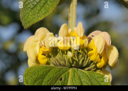 Bagno turco salvia (Phlomis russeliana) close up di fiori, un giardino escape, fioritura sull orlo del vicolo del paese attraverso un gesso prato pascolo, Wiltshire, Regno Unito, Giugno. Foto Stock
