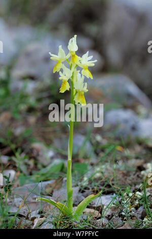 Orchidea (Orchis puciflora) in fiore, a nord di Monte Sant'Angelo, Gargano, Italia, Aprile Foto Stock