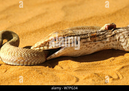 Monitor del deserto (Varanus griseus) cercando di ingerire una sabbia Viper (Cerastes vipera) una specie velenosa che è mordere il deserto monitor, nei pressi di Chinguetti, Mauritania condizioni controllate Foto Stock