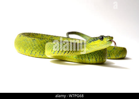 Nitsche's bush Viper (Atheris nitschei) captive di Uganda e Repubblica Democratica del Congo Foto Stock