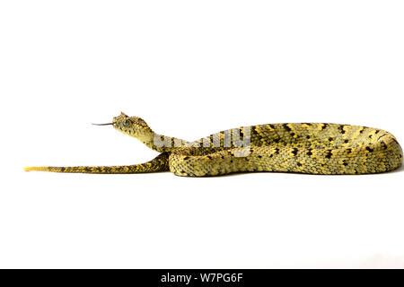 Boccola Usambara Viper (Atheris ceratophora) captive dalla Tanzania, specie vulnerabili Foto Stock