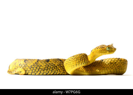 Boccola Usambara Viper (Atheris ceratophora) captive dalla Tanzania, specie vulnerabili Foto Stock
