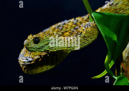 Hairy bush Viper (Atheris hispida) captive dall Africa centrale Foto Stock