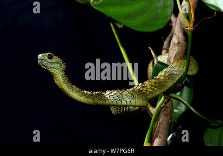 Hairy bush Viper (Atheris hispida) captive dall Africa centrale Foto Stock