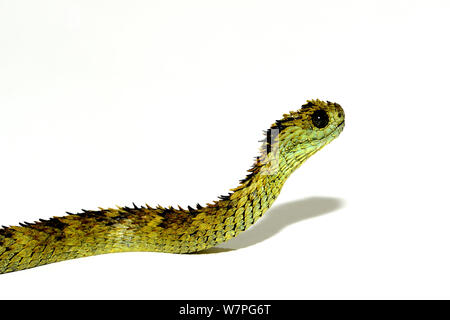 Hairy bush Viper (Atheris hispida) captive dall Africa centrale Foto Stock