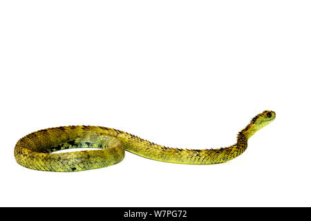 Hairy bush Viper (Atheris hispida) captive dall Africa centrale Foto Stock