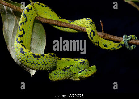 Giallo-spotted Palm Pitviper (Botriechis aurifer) captive, dal Messico e Guatemela. Le specie vulnerabili. Foto Stock