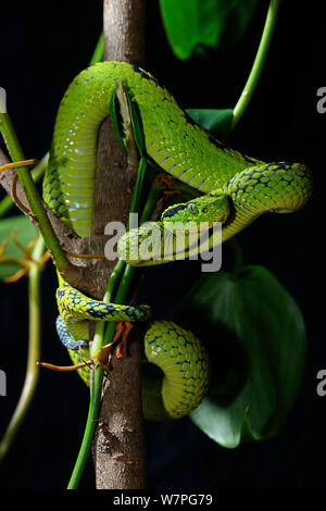 Giallo-spotted Palm Pitviper (Botriechis aurifer) captive, nativo di messico e Guatemela. Le specie vulnerabili. Foto Stock