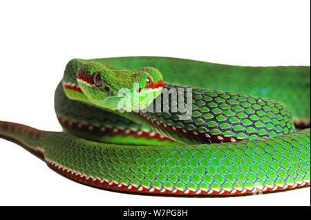 Papa's tree Viper (Trimeresurus popeiorum) maschio, captive formano il Sud Est asiatico Foto Stock