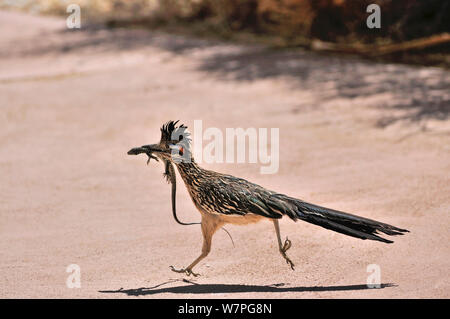 Maggiore Roadrunner (Geococcyx californianus) con Tiger Whiptail lizard (Aspidoscelis tigri) preda di Joshua Tree National Monument, California, Giugno Foto Stock