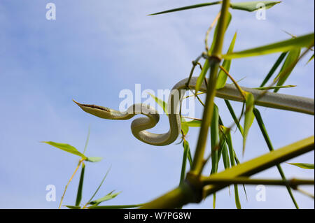 Rhinoceros ratsnake (Rhynchophis boulengeri) in bambù, prigionieri provenienti da Cina e Vietnam Foto Stock