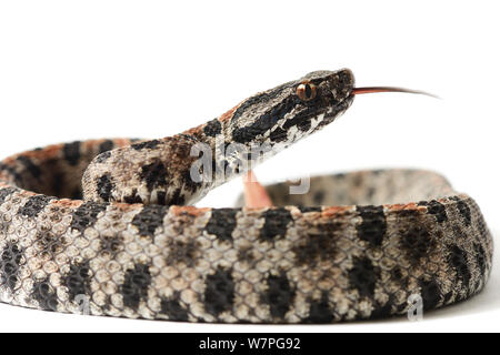 Dusky Rattlesnake nana (Sistrurus miliarius barbouri) captive dal Sud Est USA Foto Stock