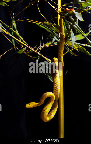 Bianco-isola a labbro Viper (Trimeresurus insularis) captive dall Indonesia Foto Stock