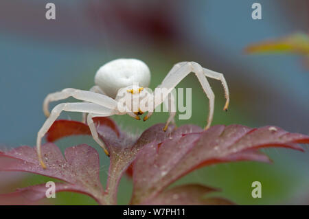 Il ragno granchio (Misumena vatia) su erba Robert (Geranio robertianus) Brasschaat, Belgio, maggio Foto Stock