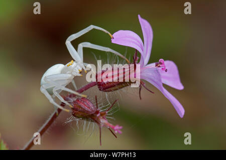 Il ragno granchio (Misumena vatia) su erba Robert (Geranio robertianus) Brasschaat, Belgio, maggio Foto Stock