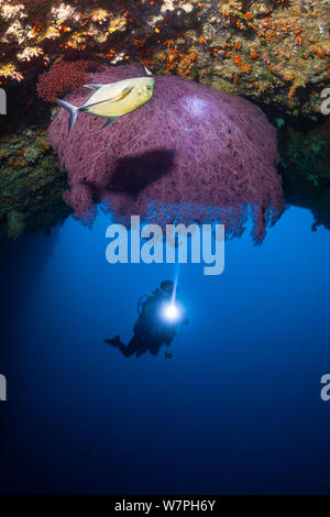 Scuba Diver all'entrata del tunnel Siaes con sovrastante gorgonia mare fan, Palau Micronesia 2010 modello rilasciato Foto Stock