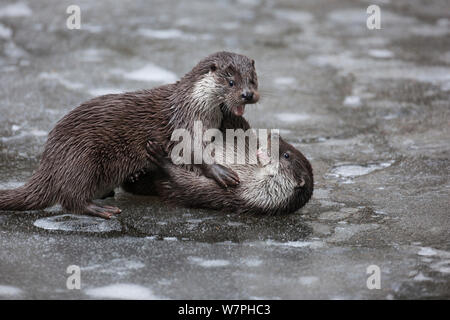 Lontra di fiume (Lutra lutra), due subadults giocando sul laghetto congelato, prigioniero nel recinto del parco nazionale della Foresta Bavarese, Germania, Febbraio Foto Stock