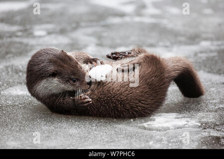 Lontra di fiume (Lutra lutra) subadult giacente sulla sua schiena su Congelato stagno, rotolando, giocare con la palla di neve, prigioniero nel recinto del parco nazionale della Foresta Bavarese, Germania, Febbraio Foto Stock