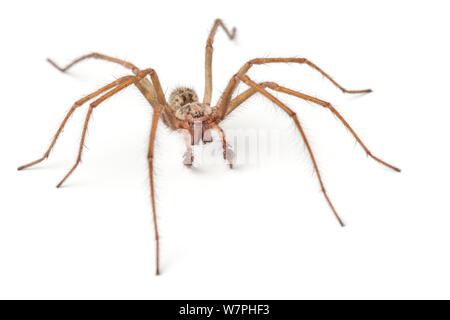 Casa maschio Spider (Tegenaria domestica) verticale. Derbyshire, Regno Unito, ottobre. Foto Stock