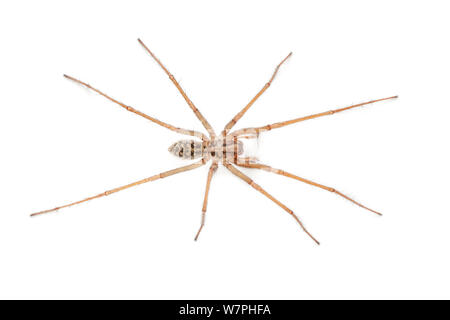 Casa maschio Spider (Tegenaria domestica). Derbyshire, Regno Unito, ottobre. Foto Stock