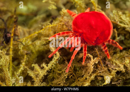 Gigante di velluto indiano Mite (Trombidium grandissimum), captive. Endemica in India. Foto Stock