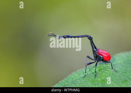 Giraffa curculione collo (Trachelophorus giraffa) maschio sulla foglia di Dichaetanthera cordifolia. La foresta pluviale tropicale, il Parco Nazionale di Mantadia, Madagascar. Foto Stock