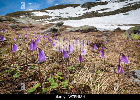 Snowbell nana (Soldanella pusilla) in fiore sulle montagne. Alpi austriache, 2300 metri sopra il livello del mare e a giugno. Foto Stock