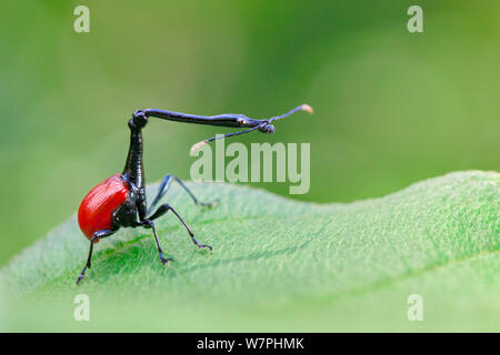 Giraffa curculione collo (Trachelophorus giraffa) maschio sulla foglia di Dichaetanthera cordifolia. La foresta pluviale tropicale, il Parco Nazionale di Mantadia, Madagascar. Foto Stock
