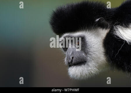 Est in bianco e nero (Colobus Colobus guereza) Kenya, Africa. Foto Stock