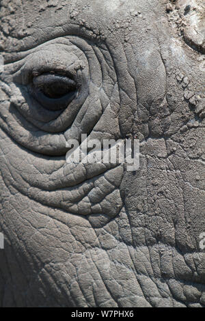 Nord del rinoceronte bianco / square a labbro rinoceronte (Ceratotherium simum cottoni) close-up di occhio, Ol Pejeta Conservancy, Kenya, Africa Foto Stock