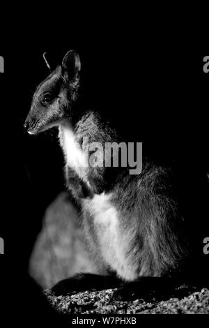 Brush-tailed Rock wallaby - (Petrogale penicillata) di notte, prendere con infrarossi fotocamera, Mt Rothwell, Victoria, Australia, Ottobre Foto Stock