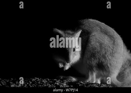 Rufous Bettong (Aepyprymnus rufescens) di notte, prese con infrarossi fotocamera, Mt Rothwell, Victoria, Australia, Ottobre Foto Stock