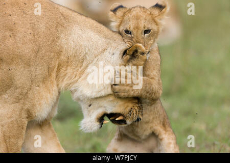 Lion (Panthera leo), femmina giocando con il suo cucciolo, Masai-Mara Game Reserve, Kenya Foto Stock