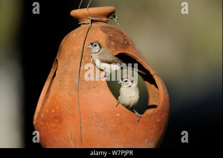 Doppio sbarrate Finches (Taeniopygia bichenovii) al giardino alimentatore, vicino Kunnunura, Western Australia, Giugno Foto Stock