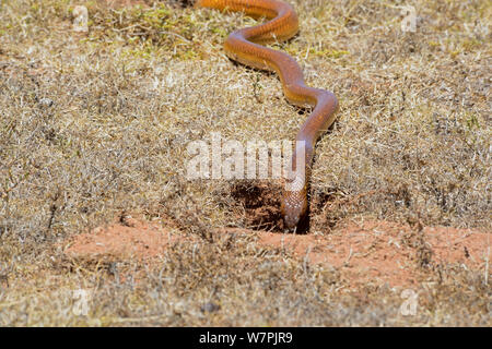 Cape Cobra (Naja nivea) maschio burrow a caccia di cappero gerbillo. DeHoop riserva naturale, Western Cape, Sud Africa, Dicembre Foto Stock