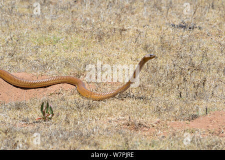 Cape Cobra (Naja nivea) maschio burrow caccia. DeHoop riserva naturale, Western Cape, Sud Africa, Dicembre. Foto Stock