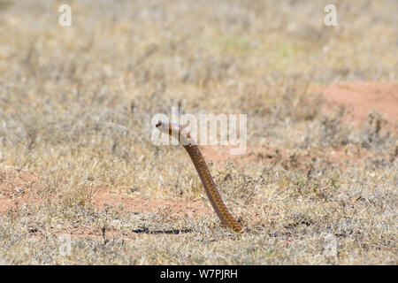 Cape Cobra (Naja nivea) maschio burrow caccia, De Hoop Riserva Naturale. Western Cape, Sud Africa, Dicembre Foto Stock