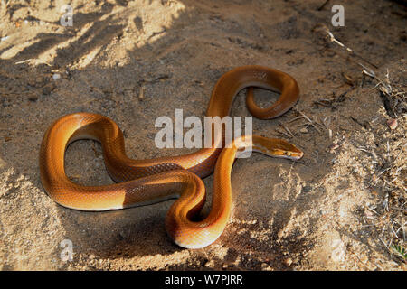 Casa marrone Snake (Boaedon / Lamprophis cpensis) femmina basking appena prima del tramonto. Piccolo Karoo, Western Cape, Sud Africa. Foto Stock