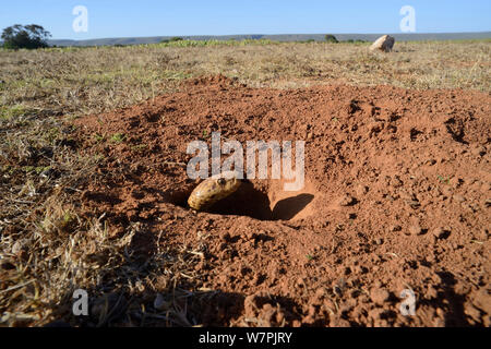 Cape Cobra (Naja nivea) ampio riprese di cape cobra uscente del burrow del capo gerbillo warren (Tatera afra). DeHoop riserva naturale, Western Cape, Sud Africa, Gennaio Foto Stock