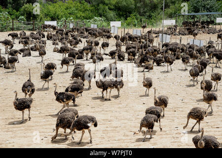 Fattoria di struzzo, vicino a Oudtshoorn, piccolo Karoo, Western Cape, Sud Africa, Gennaio Foto Stock