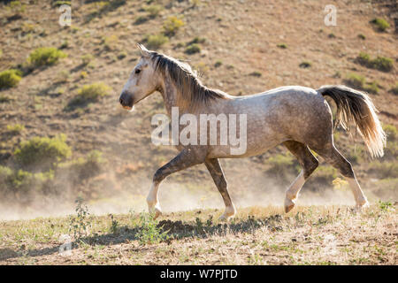 Wild Horse / mustang chiamato Mica, arrotondato da Adobe comune mandria Area di gestione nel Wyoming e adottato dal fotografo Carol Walker. Passeggiate in pascolo, Colorado, Stati Uniti d'America. Foto Stock