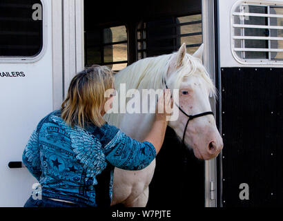 Wild Horse / mustang chiamato Claro, arrotondata da McCullough mandria di picco nel Wyoming e adottato dal fotografo Carol Walker (nella foto). Colorado, Stati Uniti d'America. Foto Stock