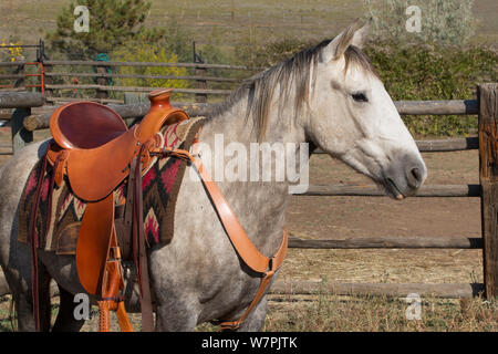 Wild Horse / mustang chiamato Mica, arrotondato da Adobe comune mandria Area di gestione nel Wyoming e adottato dal fotografo Carol Walker. Sellati e preparazione per essere cavalcato per la prima volta, Colorado, Stati Uniti d'America. Foto Stock