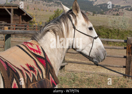 Wild Horse / mustang chiamato Mica, arrotondato da Adobe comune mandria Area di gestione nel Wyoming e adottato dal fotografo Carol Walker. Preparazione per essere sellati e cavalcato per la prima volta, Colorado, Stati Uniti d'America. Foto Stock