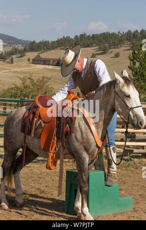 Wild Horse / mustang chiamato Mica, arrotondato da Adobe comune mandria Area di gestione nel Wyoming e adottato dal fotografo Carol Walker. Con trainer ricca Scott, sellati e preparazione per essere cavalcato per la prima volta, Colorado, Stati Uniti d'America. Foto Stock