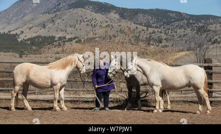 Fotografo Carol Walker con la sua adozione cavalli selvatici / mustangs Claro, Cremosso e mica, arrotondata dal picco McCullough mandria e Adobe Town Allevamento in Wyoming. Appoggio nel loro recinto per bestiame, Colorado, Stati Uniti d'America. Foto Stock