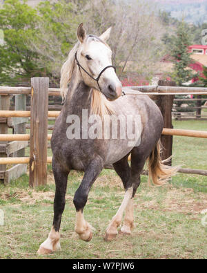 Wild Horse / mustang chiamato Mica, arrotondato da Adobe comune mandria Area di gestione nel Wyoming e adottato dal fotografo Carol Walker. In esecuzione nel suo recinto per bestiame, Colorado, Stati Uniti d'America. Foto Stock