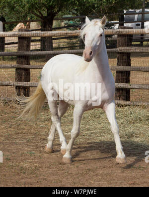 Wild Horse / mustang chiamato Cremosso, arrotondata da McCullough mandria di picco nel Wyoming e adottato dal fotografo Carol Walker. Trottare nel suo recinto per bestiame, Colorado, Stati Uniti d'America. Foto Stock