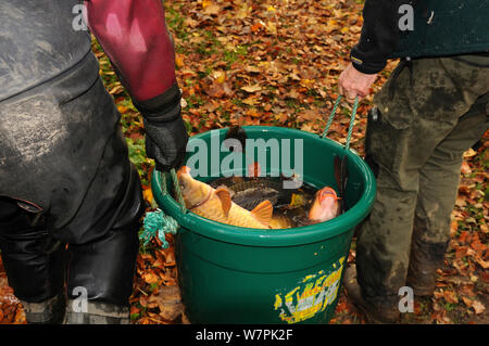 La cattura della carpa comune (Cyprinus carpio) presso il National Trust Berrington Hall piscina per i pesci sondaggio, Herefordshire, Regno Unito, novembre 2012 Foto Stock