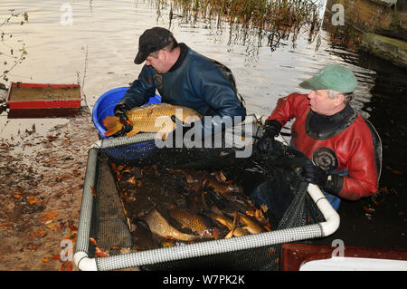 La cattura della carpa comune (Cyprinus carpio) presso il National Trust Berrington Hall piscina per i pesci sondaggio, Herefordshire, Regno Unito, novembre 2012 Foto Stock